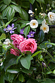weiße und rosafarbene Rosen mit Clematis