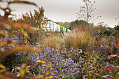Bright autumn coloured in herbaceous borders in natural-style garden