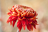Close-up of red chrysanthemum