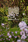Asters on weathered chair in autumnal garden