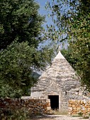 Tumbledown Apulian trullo behind stone walls under old olive trees