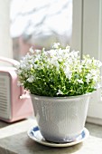 Weiß blühende Zimmerpflanze in Übertopf mit Untersetzer auf Fensterbrett