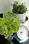 Basil plant next to thyme in white pot on vintage-style kitchen scales