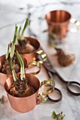 Sprouting bulbs in decorative copper cups