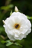 White-flowering roses in garden