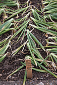Onions and Swedish plant label in vegetable patch