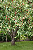 Red apples on tree in garden