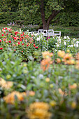Bed of flowering dahlias in garden with white tree seat in background