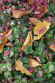 Brightly coloured autumnal leaves lying on green ground-cover plants