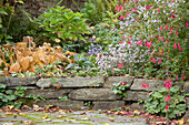 Small drystone wall in autumnal garden