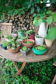 Succulents in various planters on rustic garden table