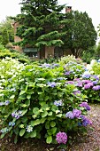 Hydrangeas of various colours in summery garden