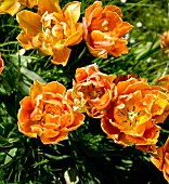 Bright orange tulips