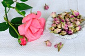 Rose and rose buds