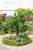 Paved space in the garden with orange tree in a round herb bed with vegetables