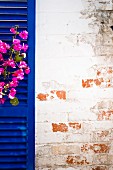 Pink bougainvillea flowers against royal-blue louvre shutter