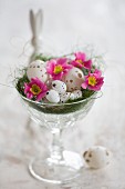Speckled eggs and primulas in Easter next in glass bowl