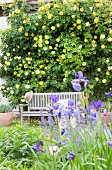 View of bench in front of yellow-flowering roes bush seen though purple iris