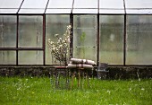 Branches of blossom in wire basket and rustic woollen blankets on stools on green spring lawn in front of greenhouse