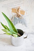Tulips buds in zinc mug against wall papered with book pages