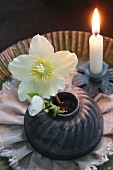 Original Christmas arrangement of white hellebore in cake tin and lit candle