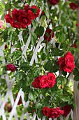Red rose climbing over white trellis