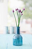 Schnittlauchblüten in blauer Glasvase