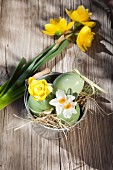 Easter eggs used as vases for narcissus in small zinc bucket