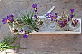 Purple crocuses in glass bottles and wooden dish on rustic wooden surface