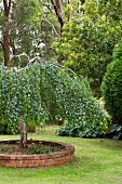 Silver birch in a brick, round plant bed on a lawn