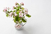 Twigs of apple blossom in jug against white background