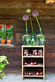Alliums in green demijohns and red onions in mason jars on wooden shelves outside wooden house
