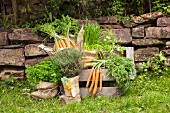Kräutertöpfe, umwickelt mit Sackleine und DIY-Karotte aus Filzwolle, frisch geerntete Karotten auf Holzbank im Garten