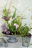 Various flowers planted in vintage dish and foliage plant in grey metal pot with ornate edge