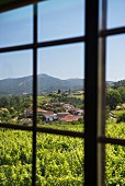 View from veranda window in Priorato de Vieite monastery of vineyards belonging to the Pazo de Vieite wine-growing estate
