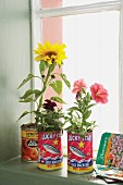 Flowering plants planted in old tin cans on windowsill