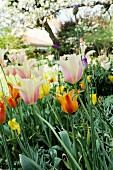 Bed of colourful tulips in garden