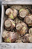 Amaryllis bulbs in wooden crate