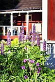 Flowering lupins outside traditional wooden house