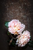 Two double roses against dark background