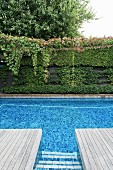 Blue tiled pool with wooden terrace in front of a green garden wall