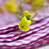 Yellow perennial wall-rocket flowers (diplotaxis tenuifolia)