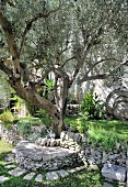 Stone bench under olive tree in Mediterranean garden