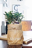 Small tree in decorative paper bag on kitchen counter