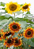 Verschiedene Sonnenblumen im Garten