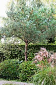 Rhododendronbüsche und Kiefer vor Buchenhecke
