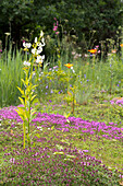 Weiße Schwertlilie (Iris) im Vordergrund eines blühenden Gartens