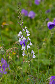 Blooming wildflower meadow