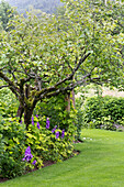 Fruit tree and flowering delphinium in country garden