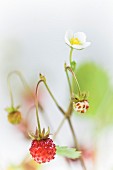 Wild strawberries with flowers and fruit (close-up)